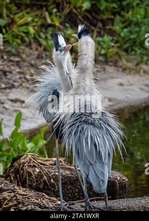 Zwei große Blaureiher auf dem La Chua Trail im Paynes Prairie Preserve State Park in Gainesville, Florida, USA Stockfoto