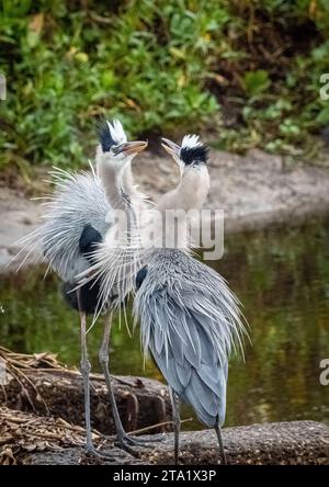 Zwei große Blaureiher auf dem La Chua Trail im Paynes Prairie Preserve State Park in Gainesville, Florida, USA Stockfoto