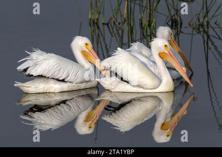 Amerikanischer Weißer Pelikan, Pelecanus erthrorhynchos, eine Gruppe von drei schwimmenden Vögeln. Florida, USA Februar Stockfoto