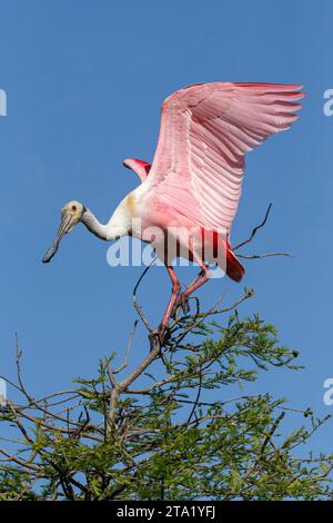 Rosige Löffler Stockfoto
