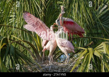 Roseate Spoonbill, Ajaia ajaja, erwachsener Vogel am Nestplatz Fütterung der Küken Florida, USA März Stockfoto