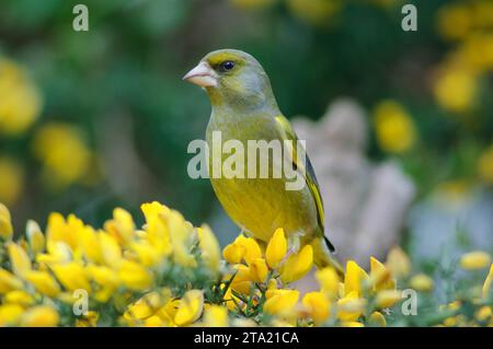 Europäischer Grünfink Carduelis chloris, männlich auf blühendem Ginsterstrauch, County Durham, England, Großbritannien, April. Stockfoto