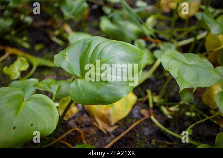 Grüne Calla blättert in einem Moor, Nahaufnahme Stockfoto