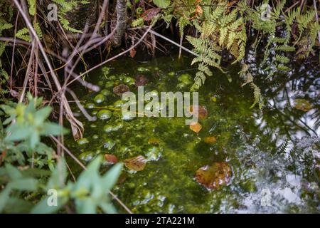 Pfütze aus grüner Flüssigkeit mit Blasen im Sumpf Stockfoto