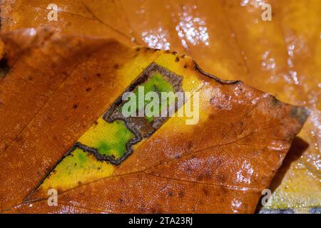 Stigmella Tityrella (kein deutscher Name), grüne Insel in Buchenblatt des Blattfleckenbergbauers (Gracillariidae), Velbert, Nordrhein-Westfalen, Deutschland Stockfoto