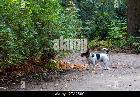 Hund im Park, Berlin, Deutschland Stockfoto