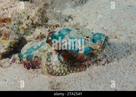 Juvenile Humphead Dragonhead (Scorpaenopsis diabolus), Dive Site House Reef, Mangrove Bay, El Quesir, Ägypten, Rotes Meer Stockfoto