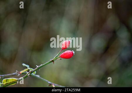 Raureif, Hagebuttenfrüchte, Herbst, Winter, kalte Tage, Wismar, Mecklenburg-Vorpommern, Deutschland Stockfoto