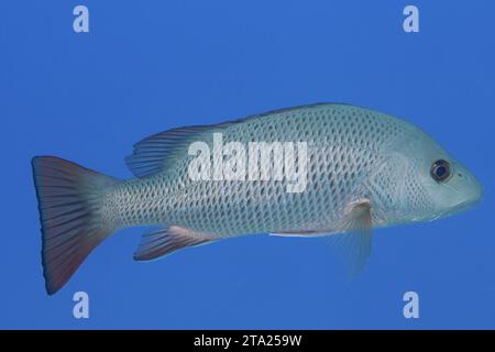 Mangrovenschnapper (Lutjanus argentimaculatus), Tauchplatz House Reef, Mangrovenbucht, El Quesir, Rotes Meer, Ägypten Stockfoto