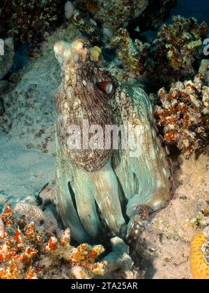 Großer blauer Tintenfisch (Octopus cyaneus), Tauchplatz Hausriff, Mangrove Bay, El Quesir, Rotes Meer, Ägypten Stockfoto