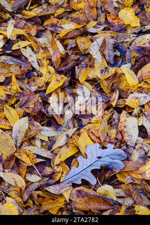 Herbstlaub im Oldfield Oaks Forest Preserve, DuPage County, Illinois Stockfoto