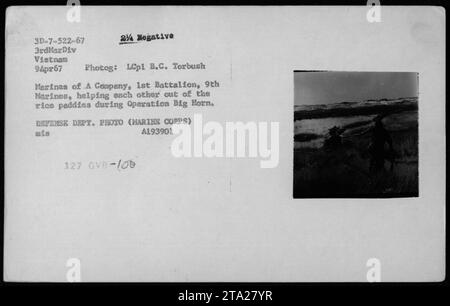Marines aus Einer Kompanie, 1. Bataillon, 9. Marines navigieren während der Operation Big Horn am 9. April 1967 durch Reisfelder und unterstützen sich gegenseitig in Vietnam. Foto von LCp1 B.C. Torbush. Stockfoto