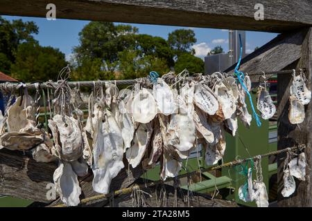 Austernmuscheln in Le Chateau-d'Oleron, Ile d'Oleron, Charente-Maritime, Nouvelle-Aquitaine, Frankreich Stockfoto