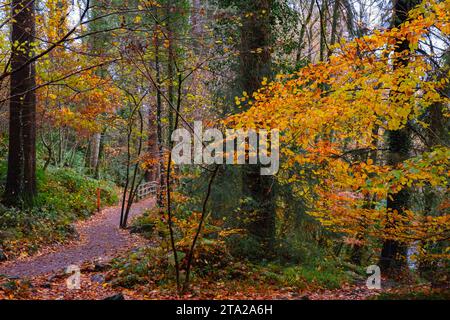 Coed Tan Dinas Walk. Wanderweg durch die Wälder des Gwydir Forest Park im Herbst. Betws-y-Coed, Conwy, Wales, Großbritannien, Europa. Riesige Douglasien Stockfoto