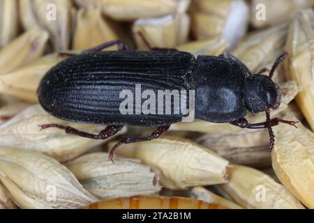 Gelber Mehlwurm Tenebrio molitor adulter Käfer Lagerschädling auf Getreidekorn. Stockfoto