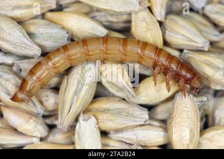Gelbe Mehlwurm-Tenebrio molitor-Käfer-Larve auf Gerstenkorn. Stockfoto