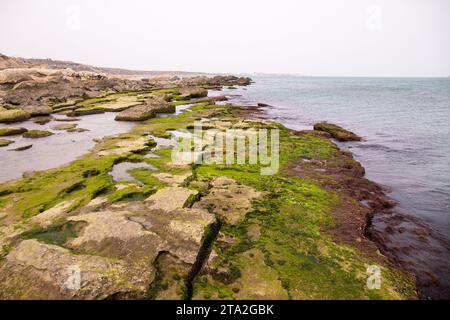 Wunderschöne grüne und rote Algen auf den Felsen des Kaspischen Meeres. Stockfoto