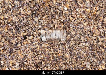 Eine kaputte Glühbirne liegt auf den Schalen. Stockfoto