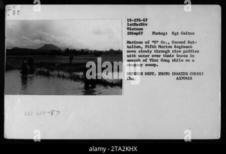 Marines von 'Co., Second Battalion, Fifth Marine Regiment' waten während einer Kompanie in Vietnam am 29. September 1967 mit Wasser über den Knien durch Reisfelder. Die Soldaten suchen Vietnam Cong, während sie langsam durch das dichte Gelände ziehen. Dieses Foto wurde von Sgt. Colton aufgenommen und stammt vom US-Verteidigungsministerium. Stockfoto