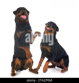 Reinrassige Rottweiler vor weißem Hintergrund Stockfoto