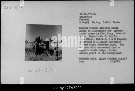 Auf diesem Foto, das am 28. September 1965 aufgenommen wurde, bewachen Marines eine Gruppe vietnamesischer Bauern, während sie ihre Ernten in einem Gebiet sammeln, das von Viet Cong-Aufständischen befallen ist. Captain R.P. Brooks Boy aus San Diego, Kalifornien, hilft einer Bauernhoffrau beim Dreschen von Reis, während ein Marine im Hintergrund Wache hält. Stockfoto