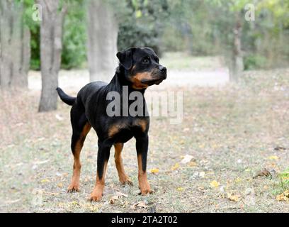 Bild eines jungen Rottweilers, der in der Natur bleibt Stockfoto