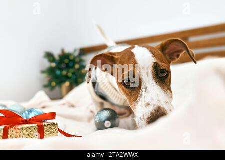 Lustiger Jack Russell Terrier mit festlichem Pullover, schnüffelt weihnachtsgeschenk im dekorierten Weihnachtszimmer. Haustiere in Weihnachten und Neujahr. Winterstimmung. Stockfoto