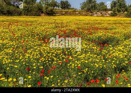 Ein Teppich aus rotem Mohn und gelben Gänseblümchen fand die Karpass-Halbinsel in Nordzypern Stockfoto