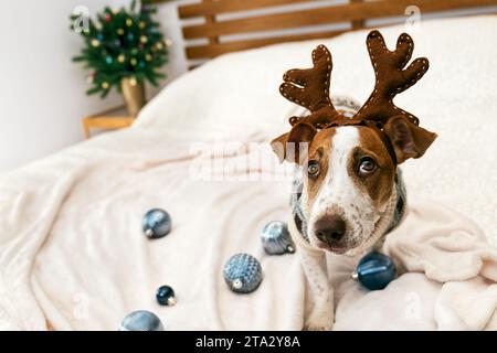 Der lustige Jack Russell Terrier mit festlichem Pullover und Rentiergeweih spielt mit weihnachtlichen Dekorationskugeln im dekorierten Weihnachtszimmer. Stockfoto