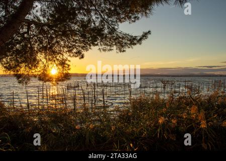 Die Sonne untergeht und scheint durch die Baumzweige über dem spanischen See Albufera Stockfoto