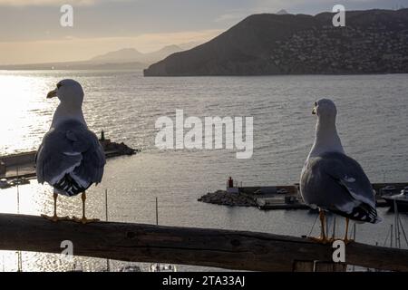 Zwei Möwen stehen nebeneinander auf einem hölzernen Geländer und beobachten den Sonnenuntergang über dem Meer in Calpe, Spanien Stockfoto