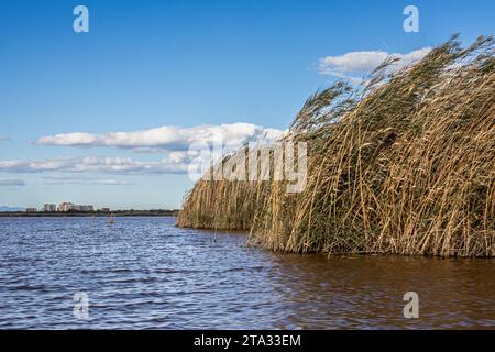 Blick vom Boot auf den See Albufera und das Schilf, das daraus wächst Stockfoto