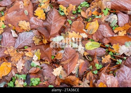 Verschiedene Oberflächen mit Laub und Bodenplatten Rasen im Herbst Stockfoto