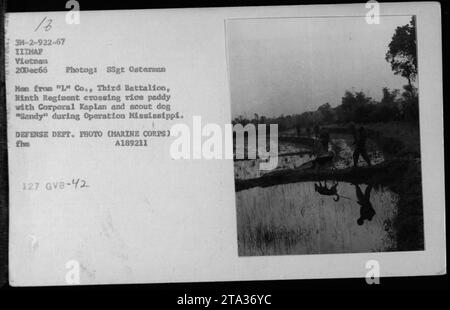 Marines der 'L' Kompanie, drittes Bataillon, Neuntes Regiment, navigieren mit Corporal Kaplan und Späher-Hund 'Sandy' während der Operation Mississippi auf einem Reisfeld. Dezember 1966. Foto von SSgt Osterman. Dieses Bild ist ein Foto des Verteidigungsministeriums (Marine Corps). Stockfoto