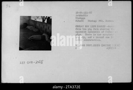 Malerischer Blick auf das New Life Hamlet in Chulai, Vietnam, mit einer Schweinefarm mit Yorkshire-Schweinen und teilweise gebauten Schweinefleisch, die am 2. Juni 1966 während der amerikanischen Militäreinsätze der 1. Marine Division gefangen genommen wurde. Stockfoto