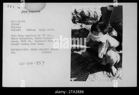 Bildunterschrift: Vietnamesische Soldaten von 'L' Co., Third Bataillon, Third Marine Regiment, fangen Verdächtige und Gefangene der Viet Cong gefangen, die während des Vietnamkriegs im Januar 1966 ihr Lager auf Hügel 22 infiltrieren wollten. Das Bild wurde von GySgt Durie aufgenommen, der IIIMAF Vietnam zugeteilt wurde. Dieses Foto ist Teil der Fotosammlung des Verteidigungsministeriums (Marine Corps), identifiziert als A189682 127 GVB-354. Stockfoto