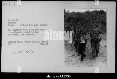 Zwei verhaftete Viet Cong-Verdächtige wurden im Juni 1965 vom 2. Bataillon der 4. Marines in Vietnam zu einer Sammelstelle geführt. Foto von Sgt. Lede Choate vom Verteidigungsministerium. Stockfoto