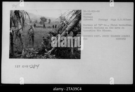 Marines der B-Kompanie, 1. Bataillon, 7. Marines nehmen am 23. November 1966 an der Operation Rio Blanco Teil. Das Foto zeigt die Marines, die während der Patrouille unterwegs sind und in Vietnam aktiv sind. Das Foto wurde von SSgt R.B. Wileon aufgenommen und ist als Foto des Verteidigungsministeriums gekennzeichnet. Stockfoto