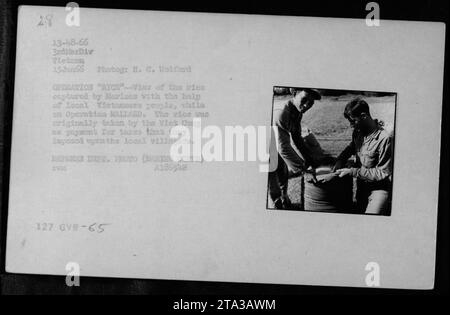 Marines und vietnamesische Zivilisten holen gefangengenommene Lebensmittel, Flaggen und Vorräte zurück, die von den Viet Cong als Steuerzahlungen während der Operation KALLARD am 15. Januar 1966 genommen wurden, fotografiert von H. C. Wolford. Stockfoto