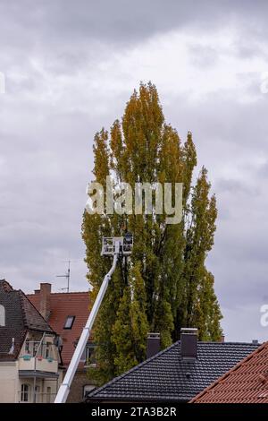 Baumpflegearbeiten in Stuttgart-West. Mit einer Hubarbeitsbühne werden Äste einer Pappel entfernt. // 15.11.2023: Stuttgart, Baden-Württemberg, Deutschland, Europa *** Baumpflegearbeiten in Stuttgart West Äste werden mit Hilfe einer Hubarbeitsbühne von einem Pappelbaum entfernt 15 11 2023 Stuttgart, Baden Württemberg, Deutschland, Europa Stockfoto