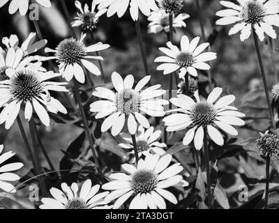 Ein atemberaubendes Schwarz-weiß-Foto von einem ruhigen Blumenfeld in Blüte, das die Schönheit der Natur in ihrer vollen Pracht einfängt Stockfoto