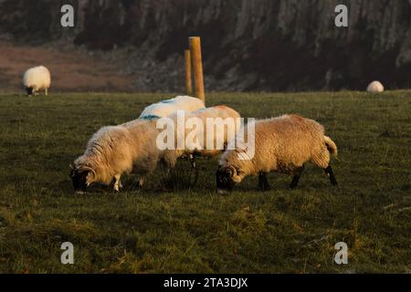 Foto der Schafe auf dem Feld Stockfoto