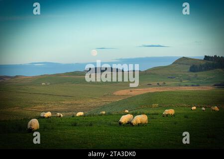 Foto der Schafe auf dem Feld Stockfoto