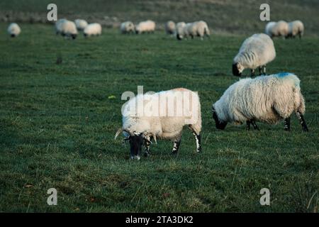 Foto der Schafe auf dem Feld Stockfoto