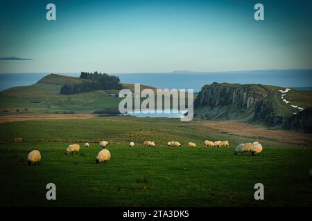 Foto der Schafe auf dem Feld Stockfoto