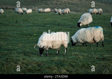 Foto der Schafe auf dem Feld Stockfoto