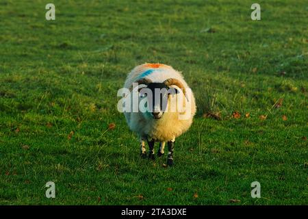 Foto der Schafe auf dem Feld Stockfoto