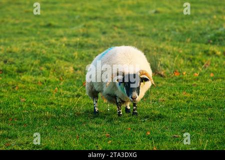 Foto der Schafe auf dem Feld Stockfoto