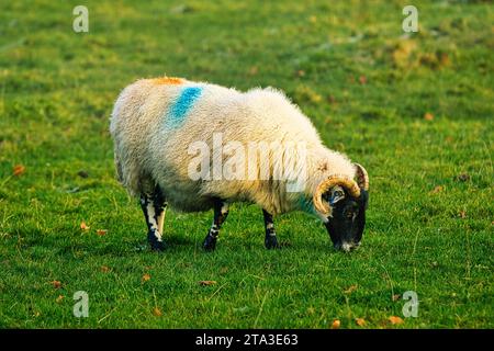 Foto der Schafe auf dem Feld Stockfoto