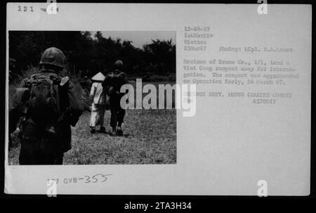 Eine Gruppe von Marines der Bravo Kompanie, 1/1 Bataillon der 1. Marinedivision in Vietnam am 25. März 1967. Sie werden gesehen, wie sie einen Viet Cong Verdächtigen zum Verhör führen. Der Verdächtige wurde während der Operation am 24. März 1967 festgenommen. Dieses Bild ist ein Foto des Verteidigungsministeriums, das von LCpl aufgenommen wurde. R.A. liebt es. Stockfoto